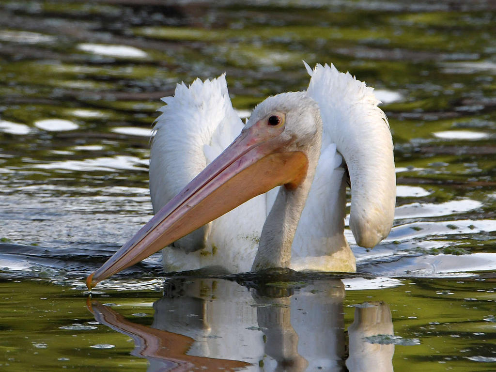 Pelican4.jpg
