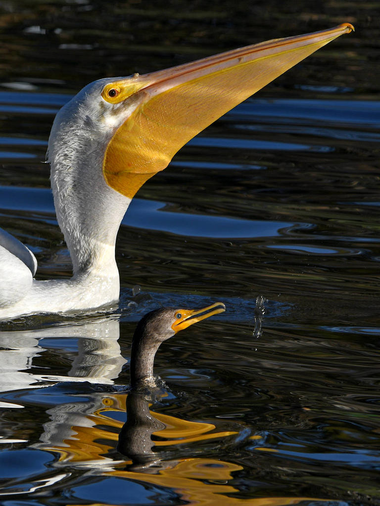 Pelican4.jpg