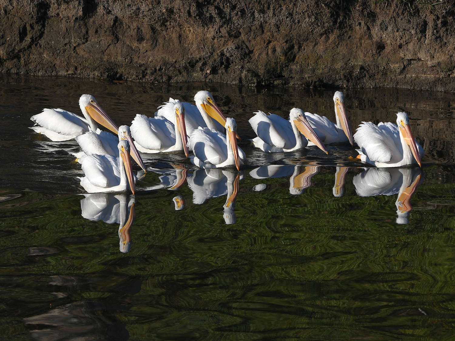 Pelican4.jpg
