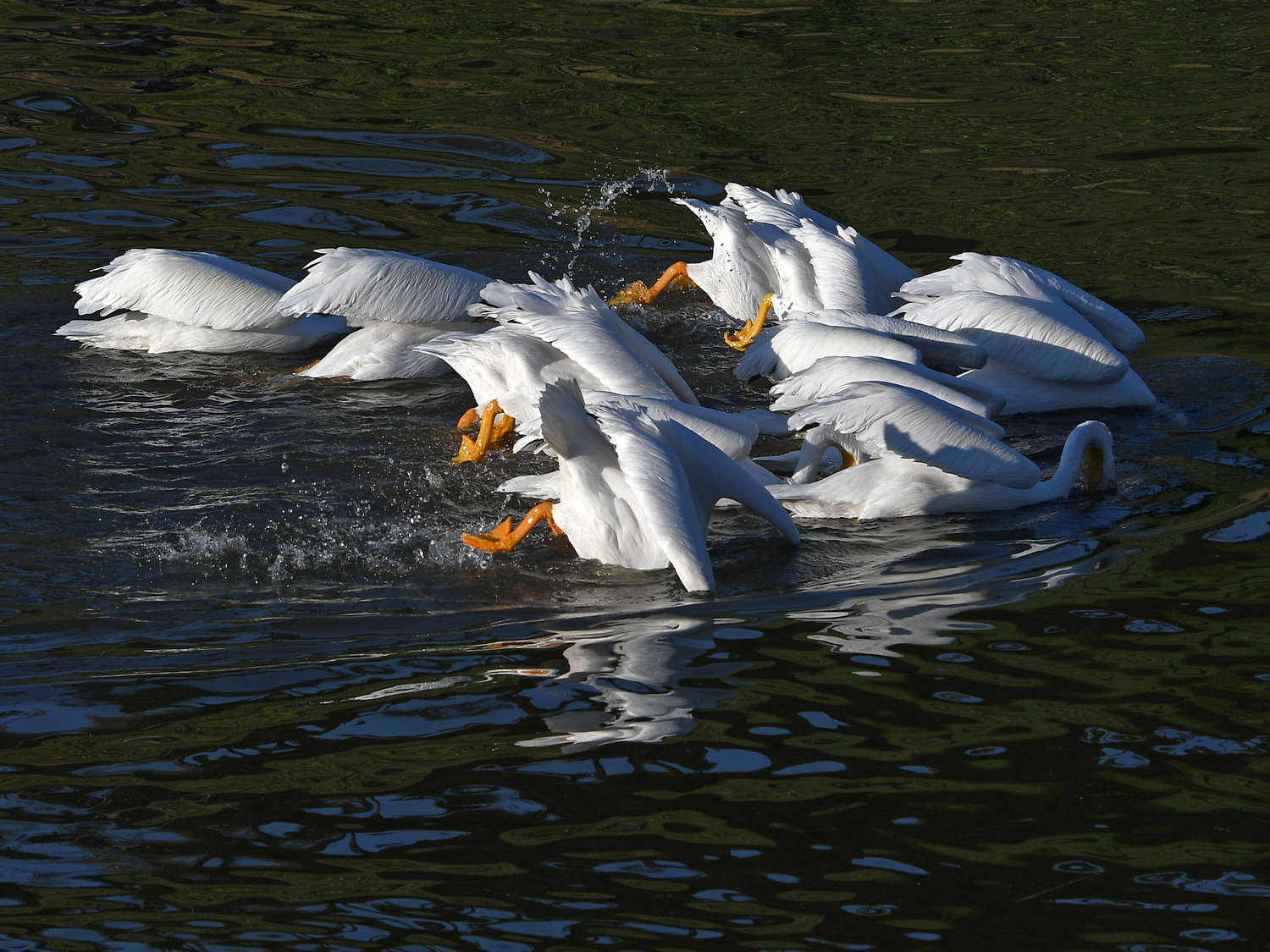 Pelican4.jpg