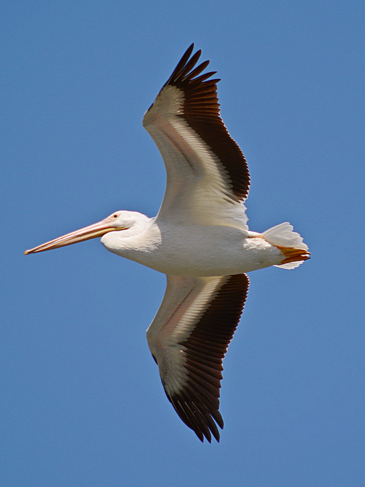 Pelican4.jpg