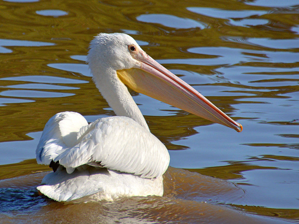 Pelican5.jpg