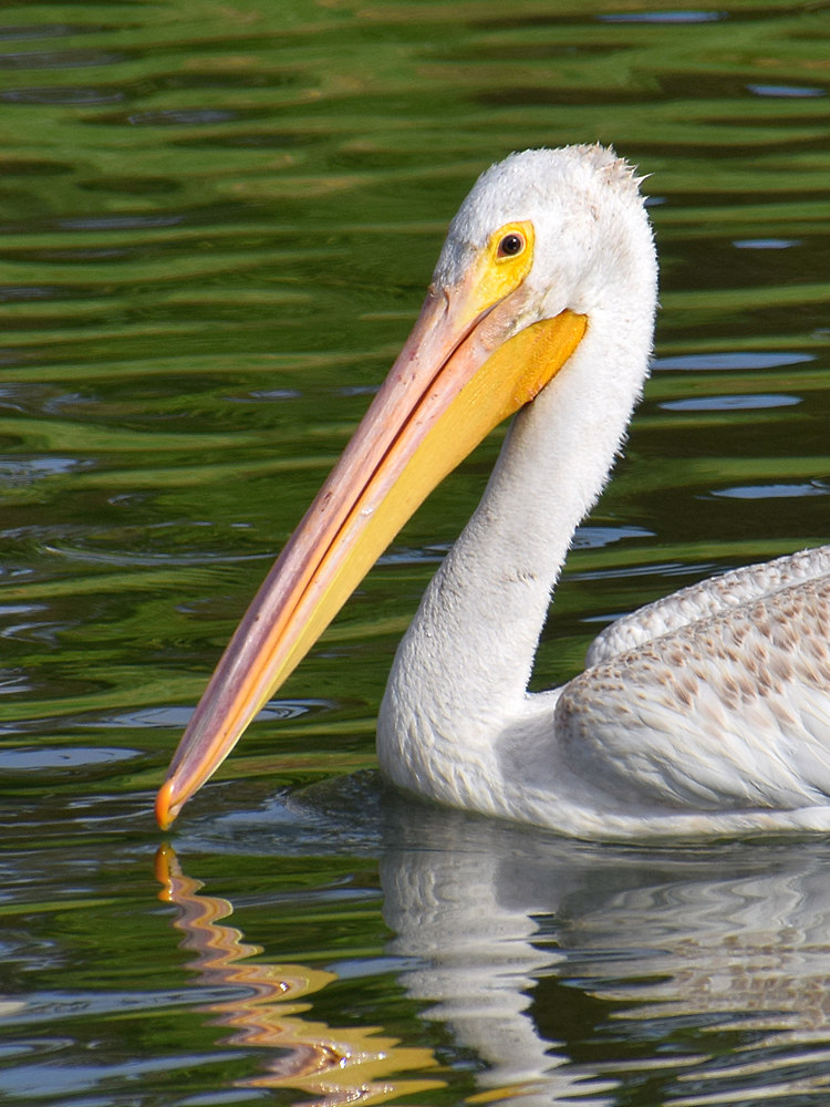 Pelican5.jpg