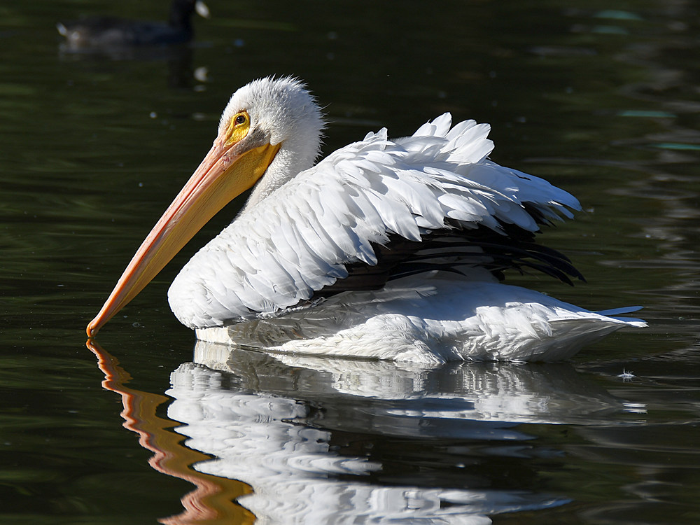 Pelican5.jpg