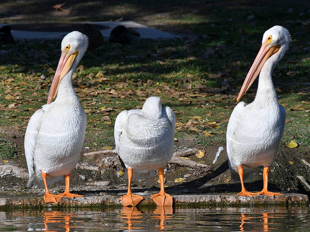 Pelican5.jpg