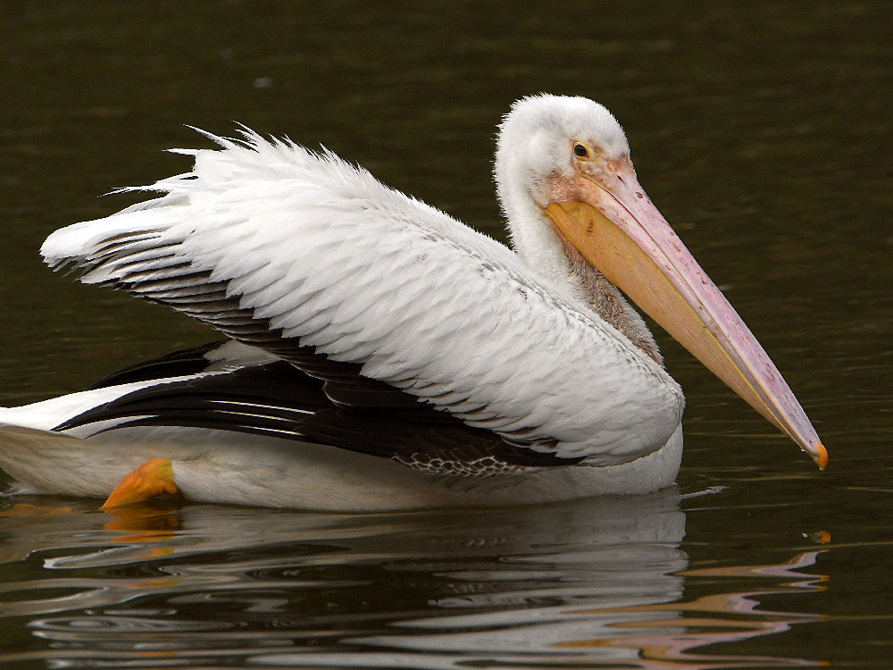 Pelican5.jpg