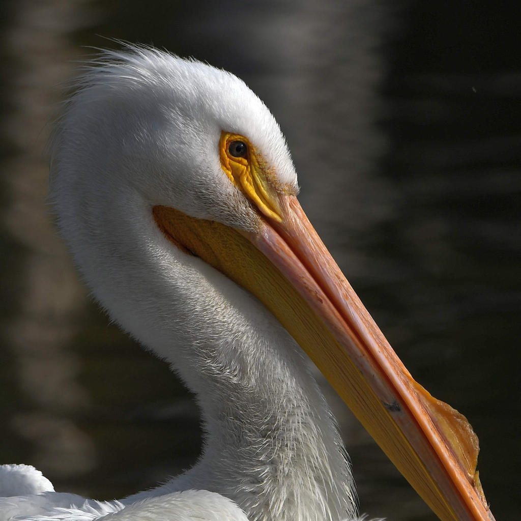 Pelican5.jpg