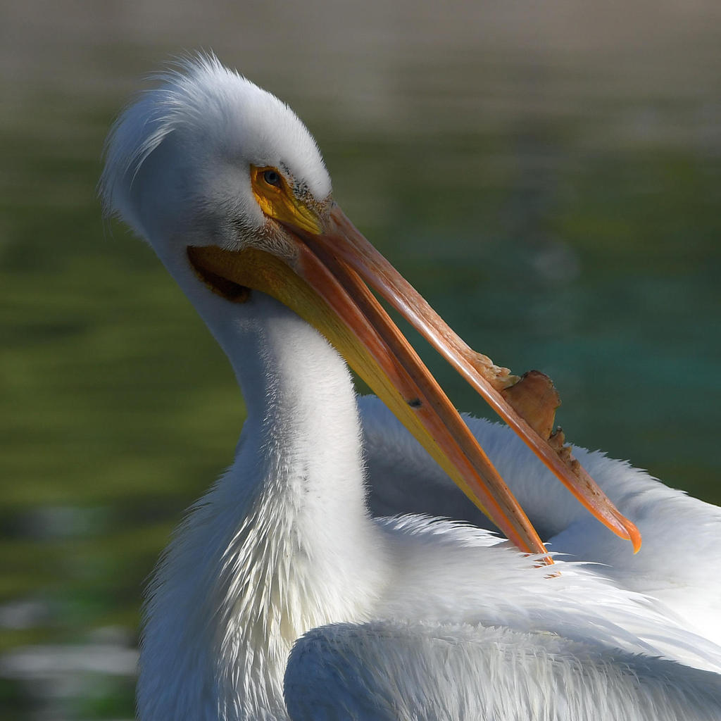 Pelican5.jpg