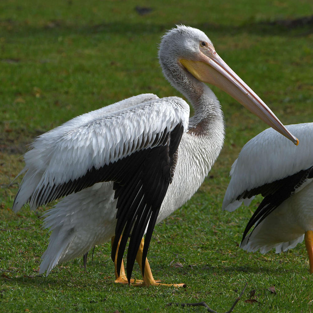 Pelican5.jpg
