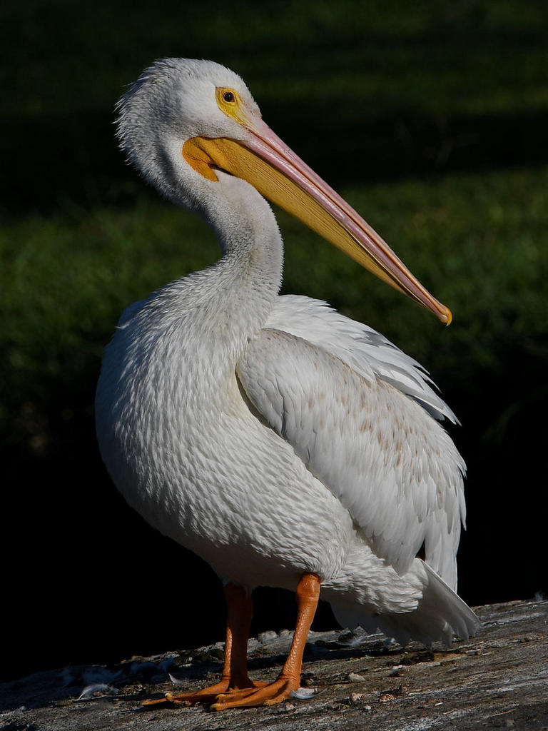 Pelican5.jpg