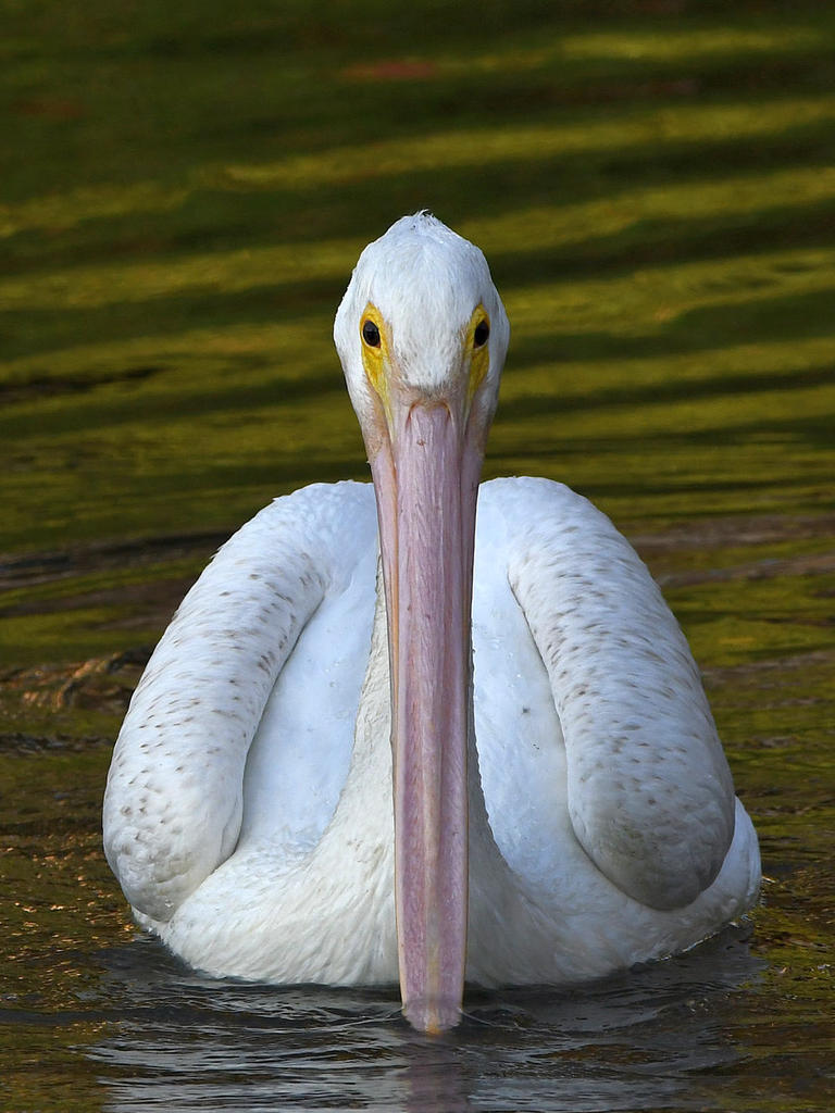 Pelican5.jpg