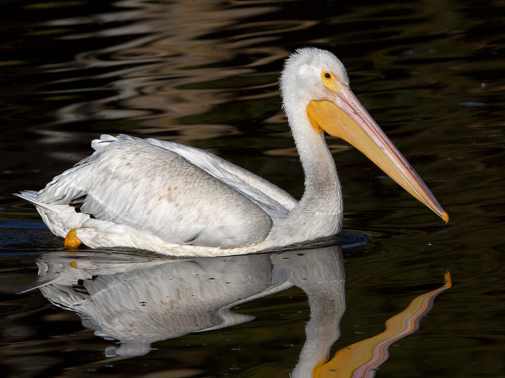 Pelican5.jpg