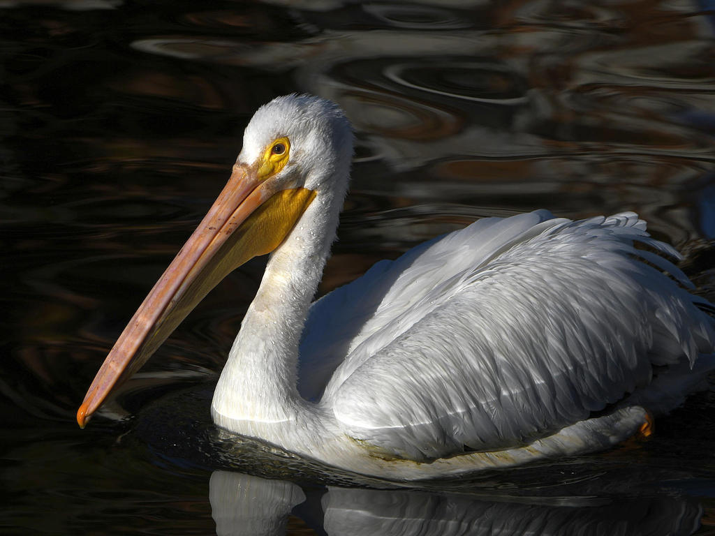 Pelican5.jpg