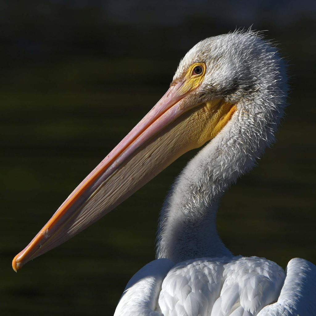 Pelican5.jpg