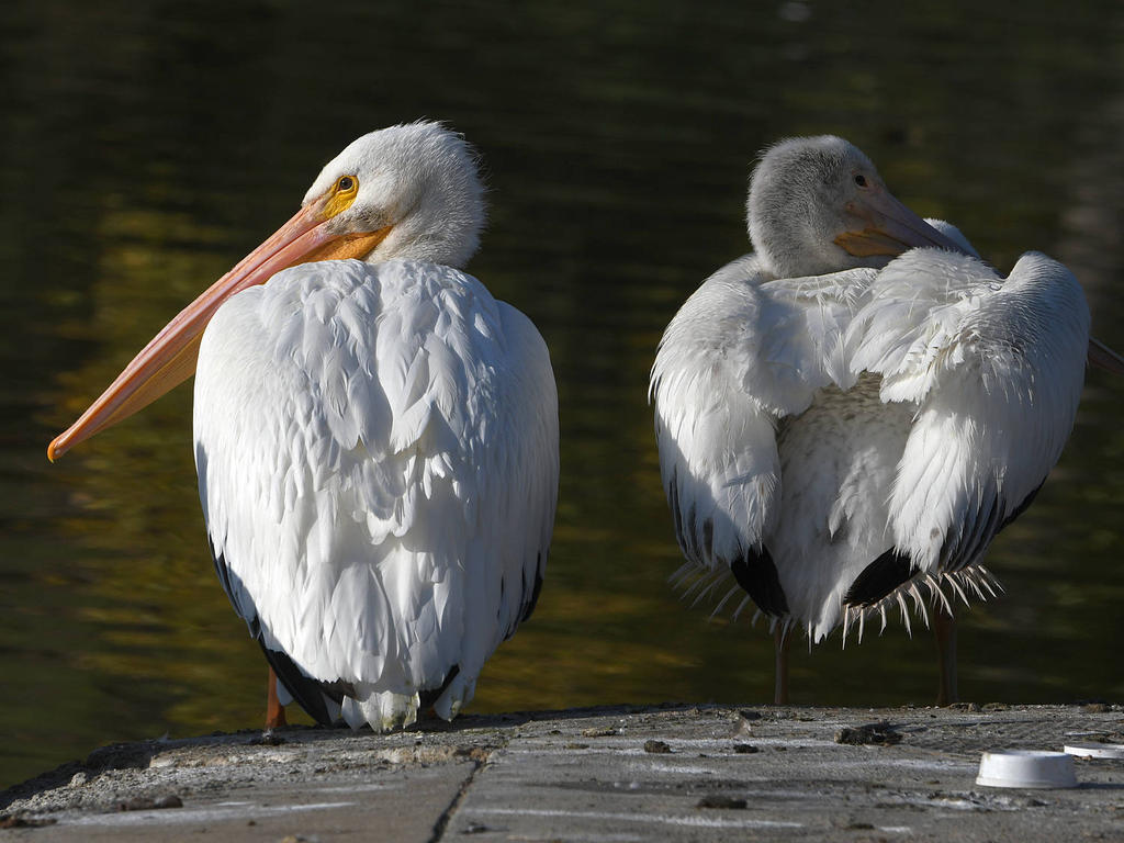 Pelican5.jpg