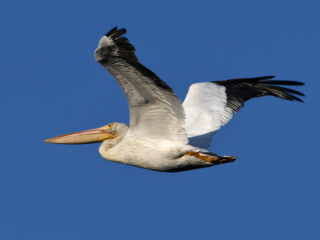 Pelican5.jpg