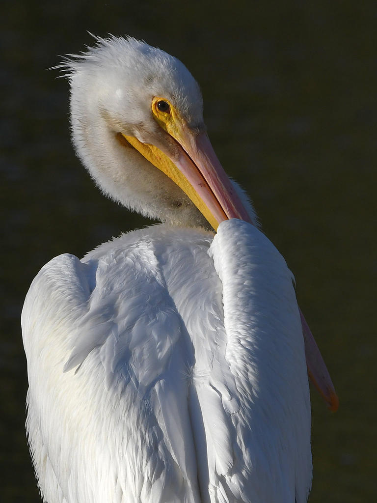 Pelican5.jpg