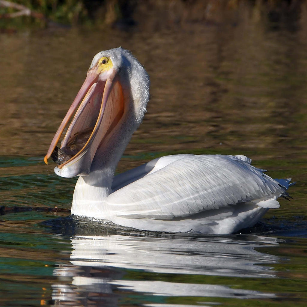 Pelican5.jpg