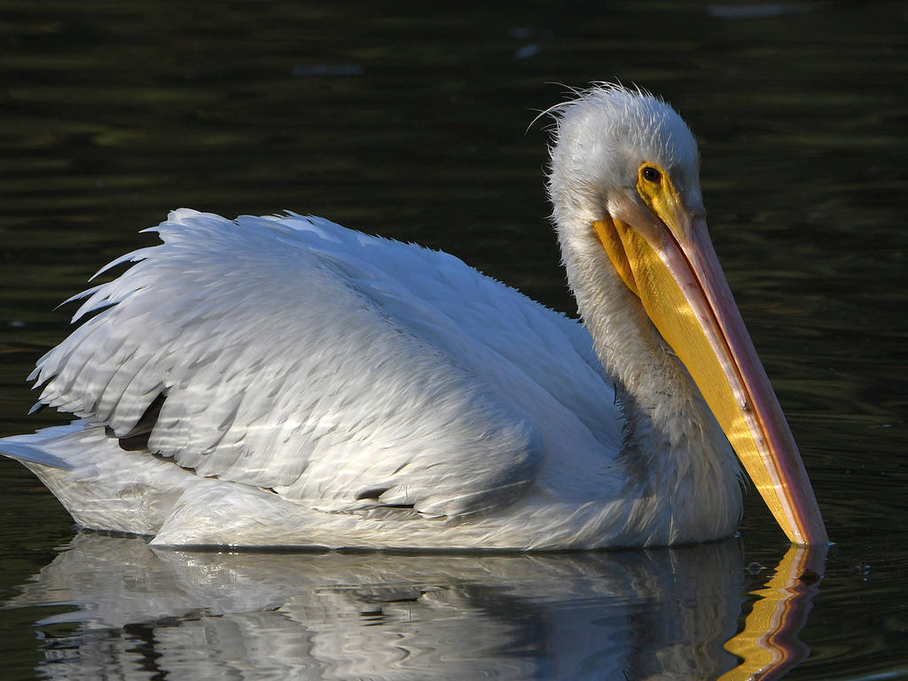 Pelican5.jpg