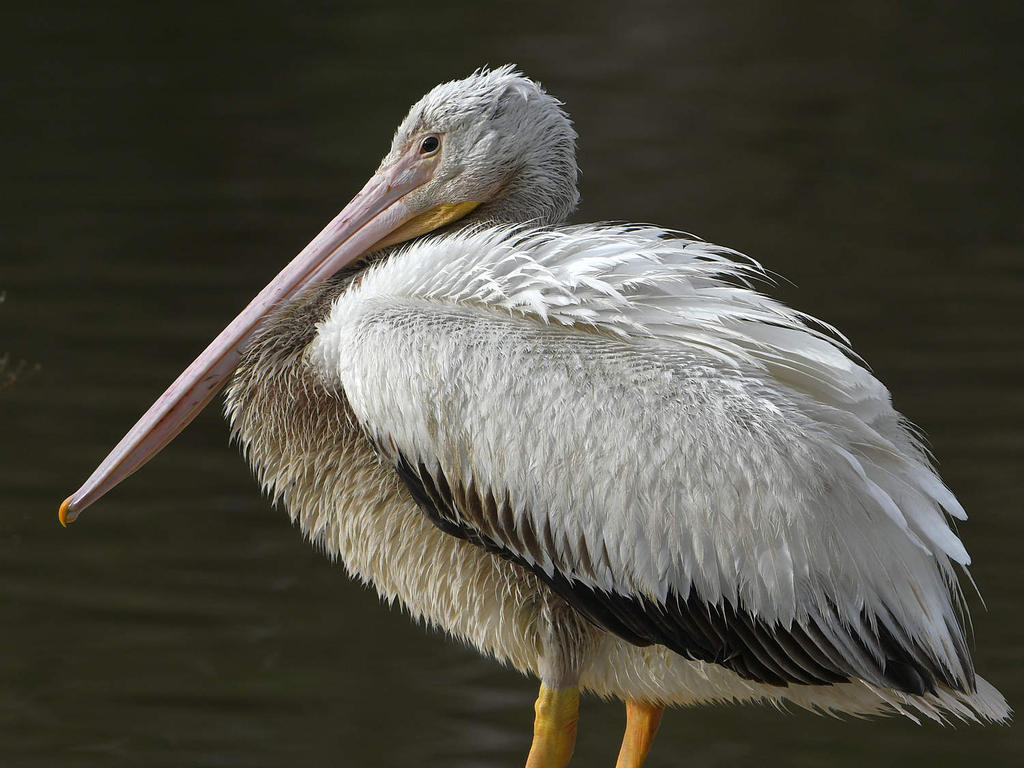 Pelican5.jpg