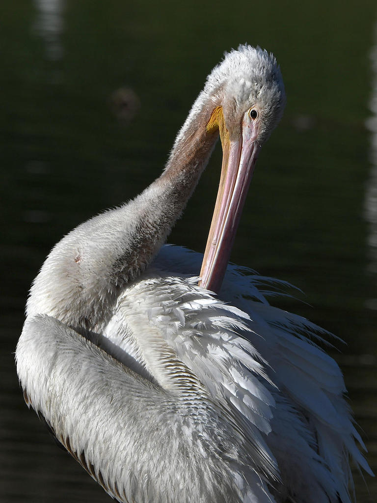 Pelican5.jpg
