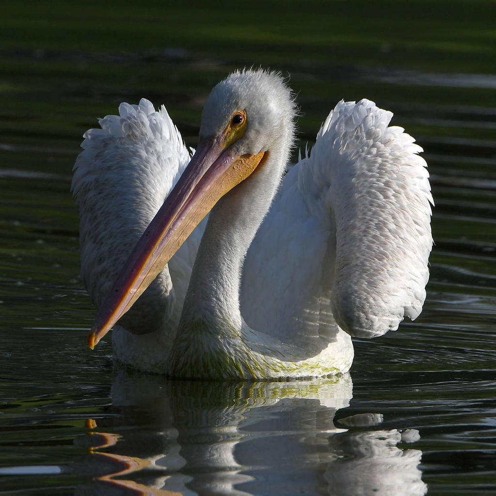 Pelican5.jpg