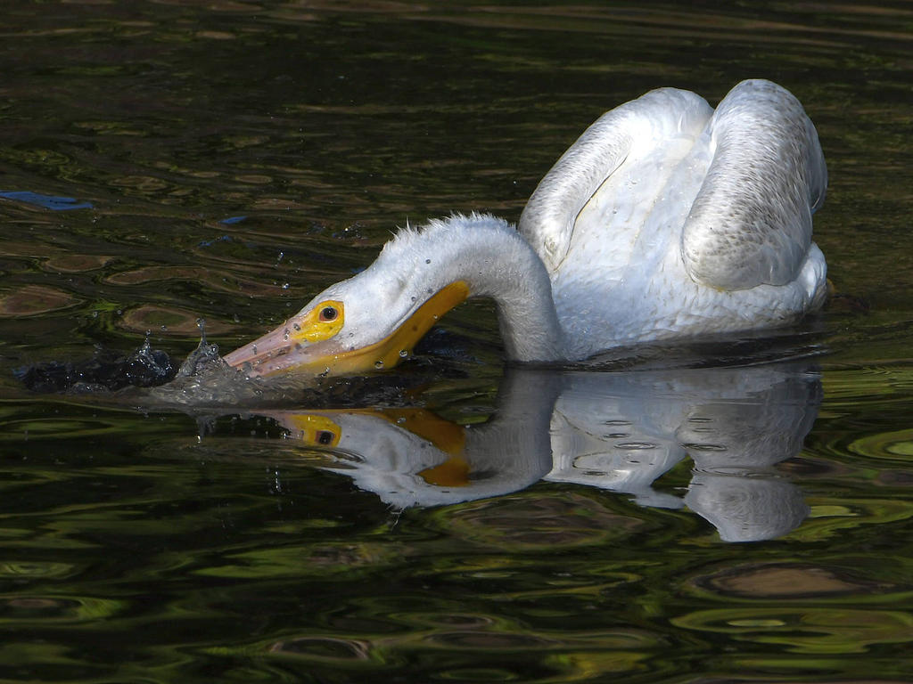Pelican5.jpg