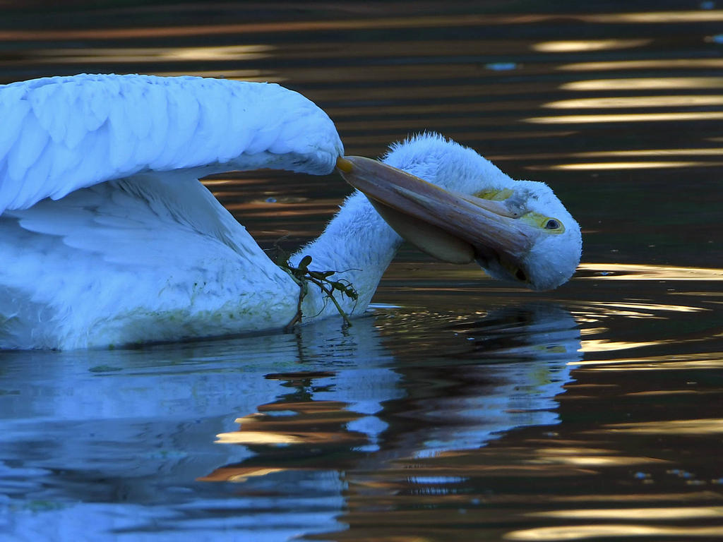 Pelican5.jpg