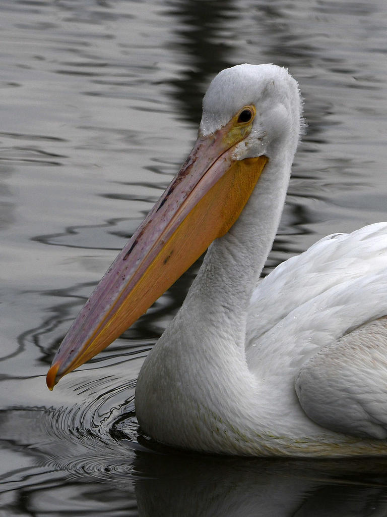 Pelican5.jpg
