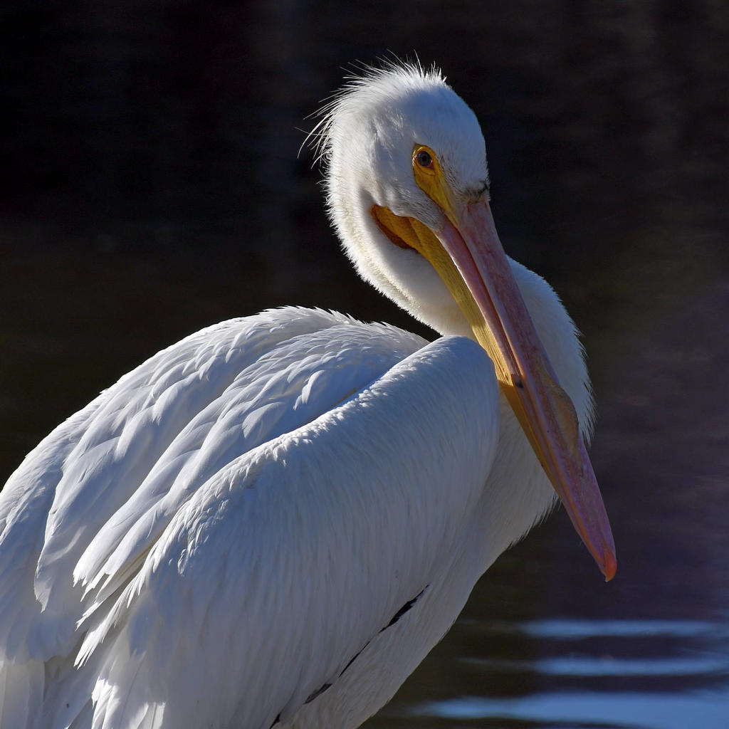 Pelican5.jpg