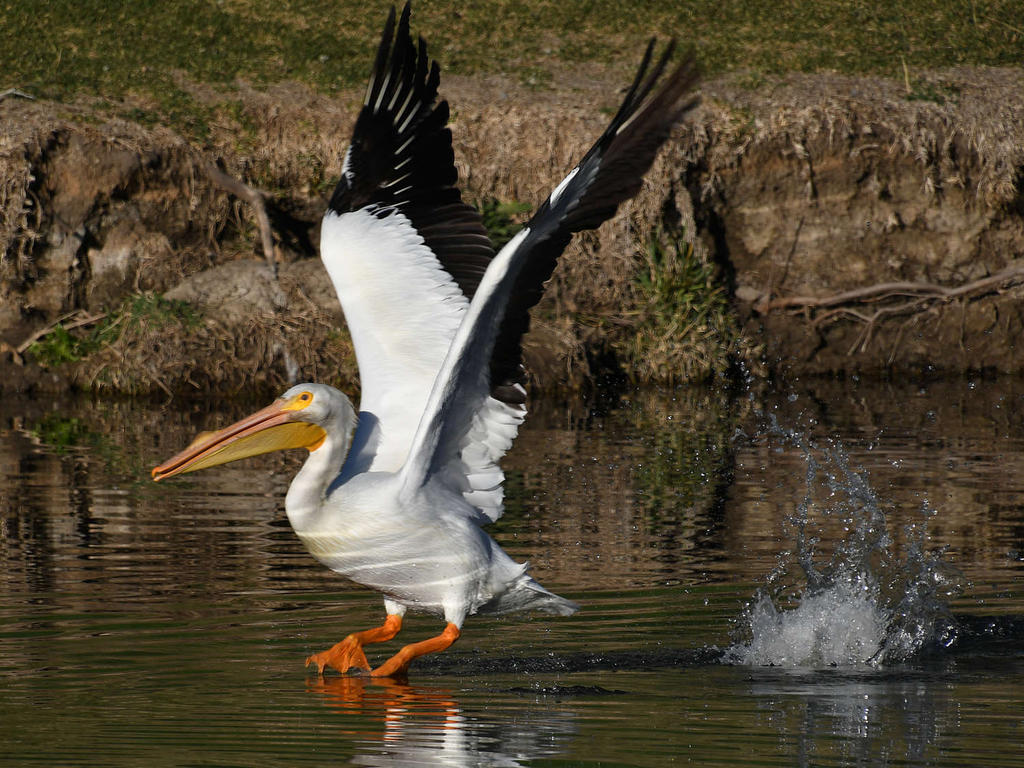 Pelican5.jpg