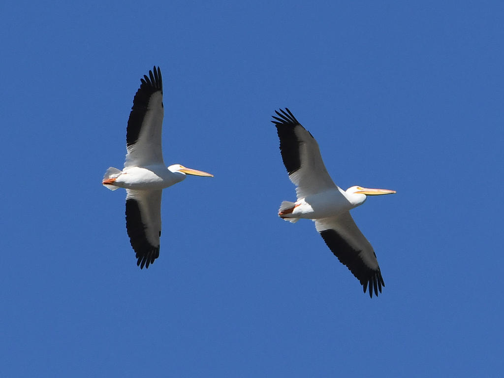 Pelican5.jpg