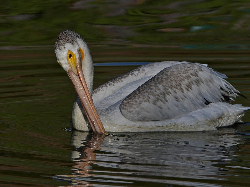Pelican5.jpg