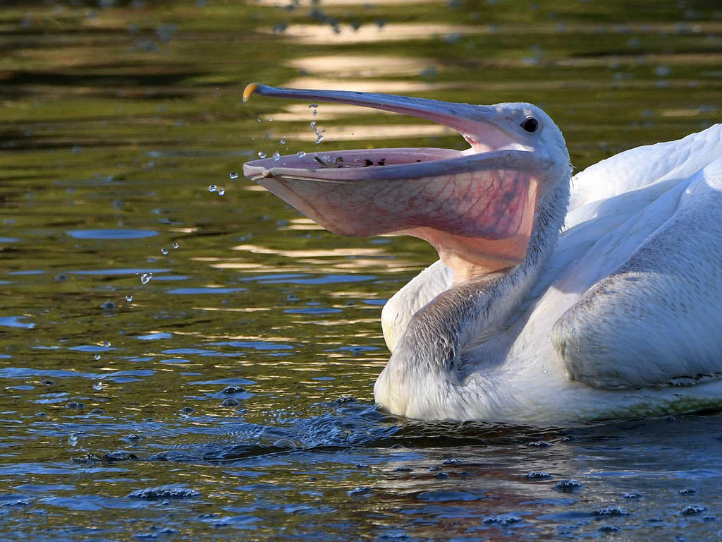 Pelican5.jpg