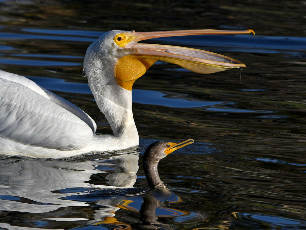 Pelican5.jpg
