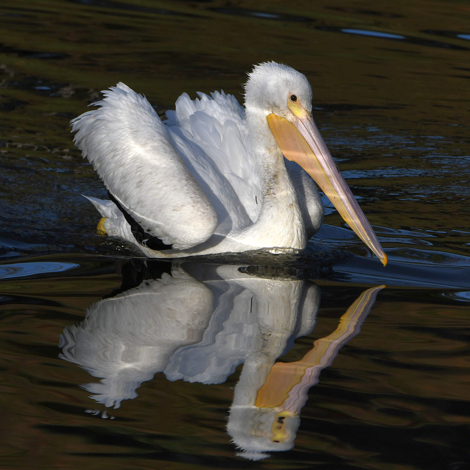 Pelican5.jpg