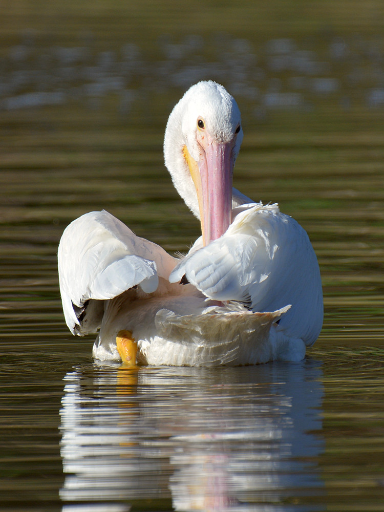 Pelican6.jpg