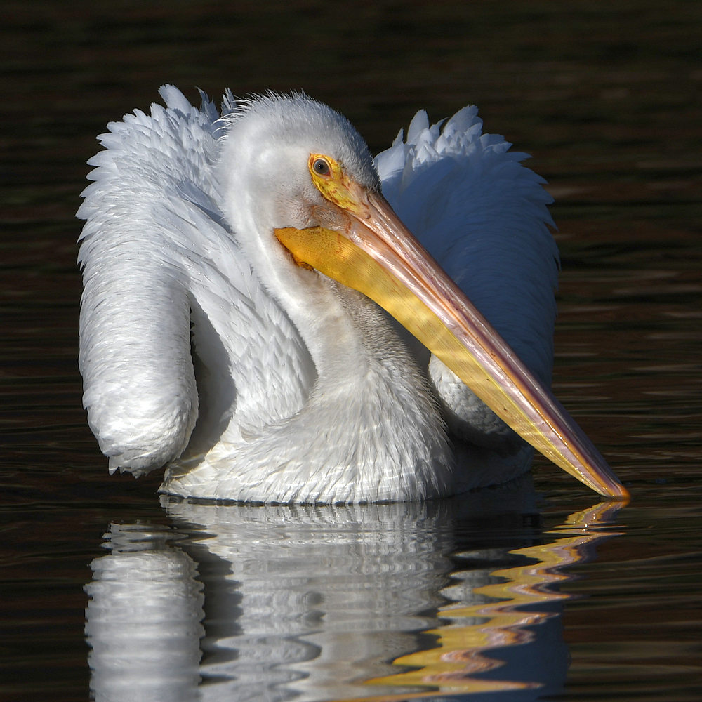 Pelican6.jpg