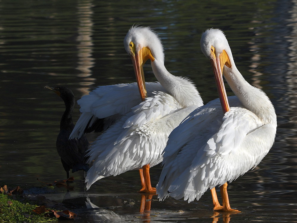 Pelican6.jpg