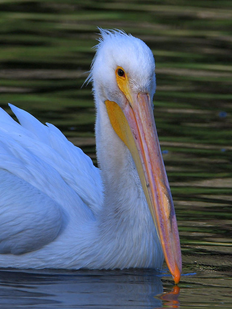 Pelican6.jpg