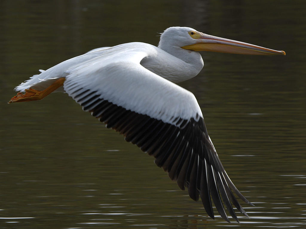 Pelican6.jpg