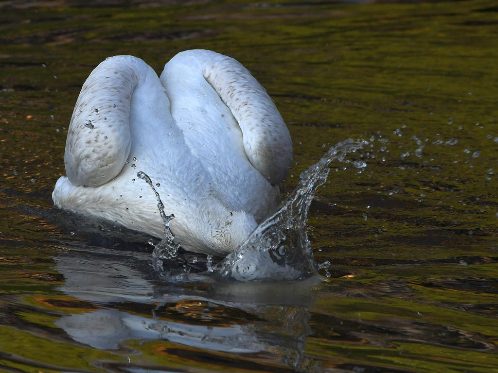 Pelican6.jpg