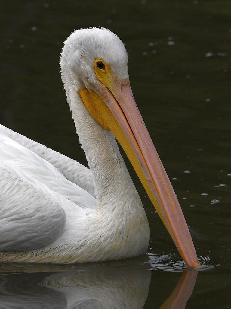 Pelican6.jpg