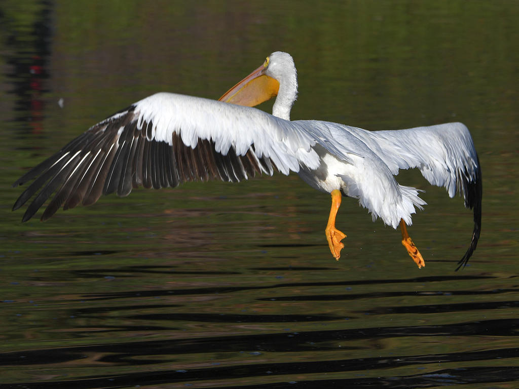 Pelican6.jpg