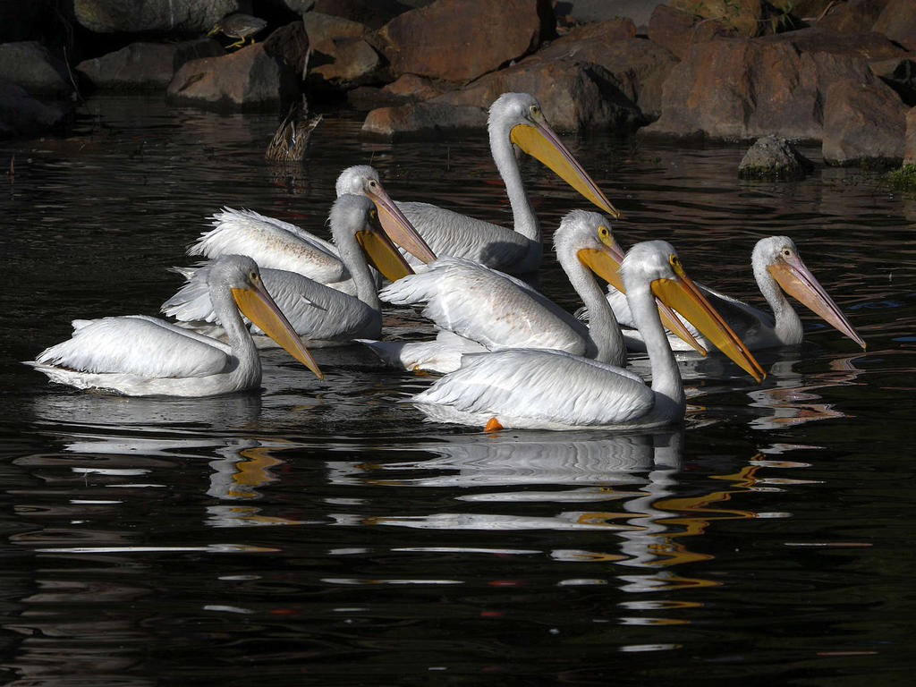 Pelican6.jpg