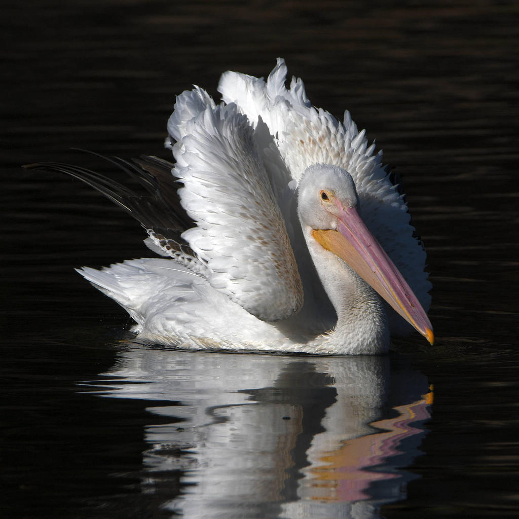 Pelican6.jpg