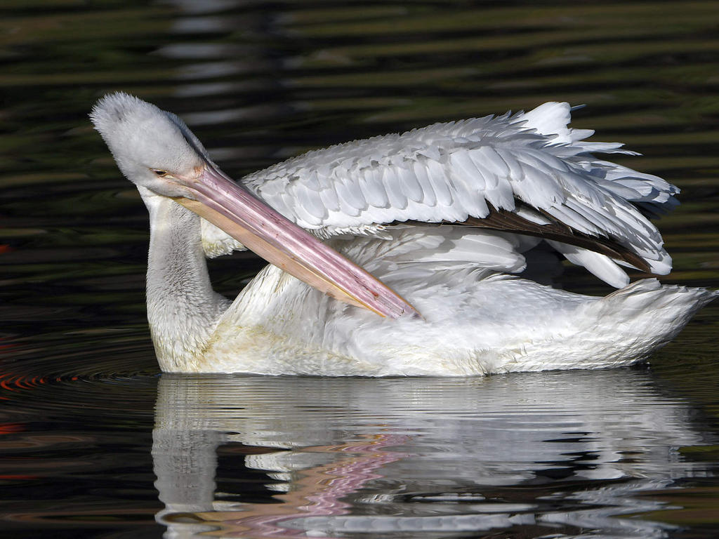 Pelican6.jpg