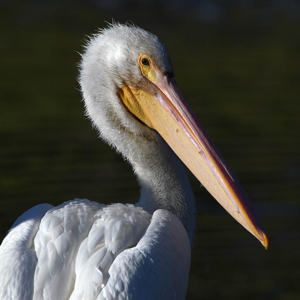 Pelican6.jpg