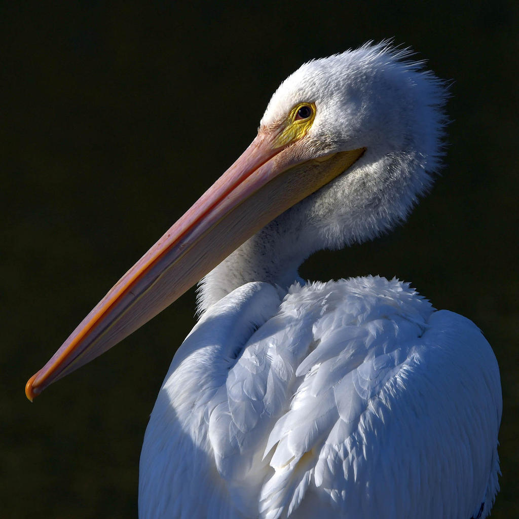 Pelican6.jpg