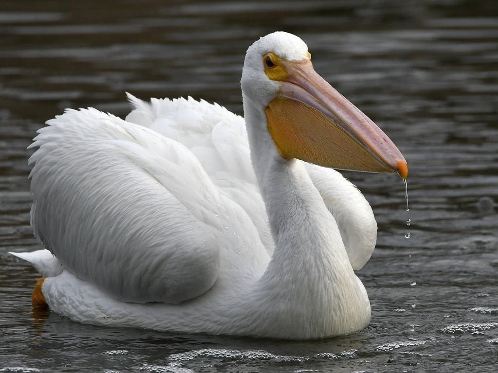 Pelican6.jpg